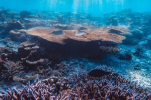 Die Kohlenstoffspeicherung im Meer reagiert besonders empfindlich auf Artenverluste. Damit könnte das Artensterben auch den Klimaschutz schwächen. © Pexels