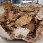 Nahaufnahme des Hüftknochens eines Edmontosaurus: In dem rund 66 Millionen Jahre alten Fossil fanden Forscher Spuren von Kollagen. Quelle: University of Liverpool