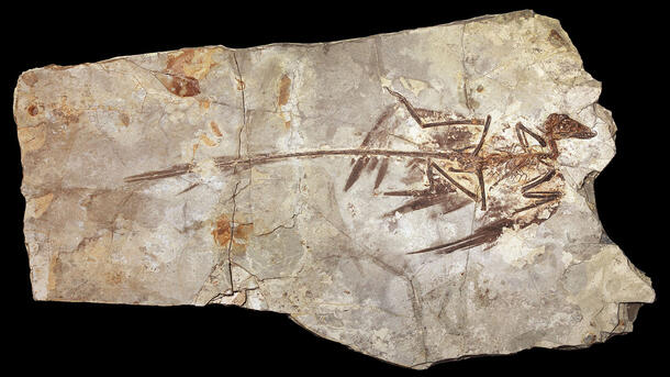 Fossil eines Microraptor, der zu den kleinsten bekannten Dinosauriern gehörte. © Mick Ellison / AMNH