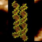 Zwei DNA-Doppelhelices kommen sich so nahe, dass sich ihre spiralförmigen Furchen präzise gegeneinander ausrichten. Positiv geladene Ionen können dabei Brücken zwischen den Molekülen bilden und den Kontakt stabilisieren. © Agnes Noy, University of York