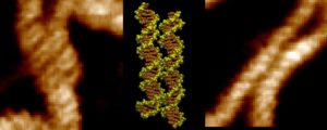 Zwei DNA-Doppelhelices kommen sich so nahe, dass sich ihre spiralförmigen Furchen präzise gegeneinander ausrichten. Positiv geladene Ionen können dabei Brücken zwischen den Molekülen bilden und den Kontakt stabilisieren. © Agnes Noy, University of York
