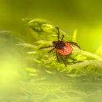 Drohnen und KI sollen künftig genauer vorhersagen, wo das Risiko für FSME und Borreliose besonders hoch ist.