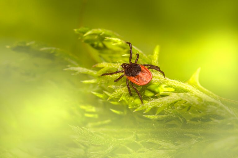 Drohnen und KI sollen künftig genauer vorhersagen, wo das Risiko für FSME und Borreliose besonders hoch ist.