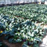 Gewächshausversuch am IGZ: Forschende testeten bei Kohlrabi, ob Dünger aus aufbereitetem Urin und Toilettenkompost Mineraldünger ersetzen kann. © IGZ/S. Karlowsky