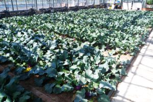 Gewächshausversuch am IGZ: Forschende testeten bei Kohlrabi, ob Dünger aus aufbereitetem Urin und Toilettenkompost Mineraldünger ersetzen kann. © IGZ/S. Karlowsky