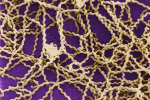 Bakterium Leptospira