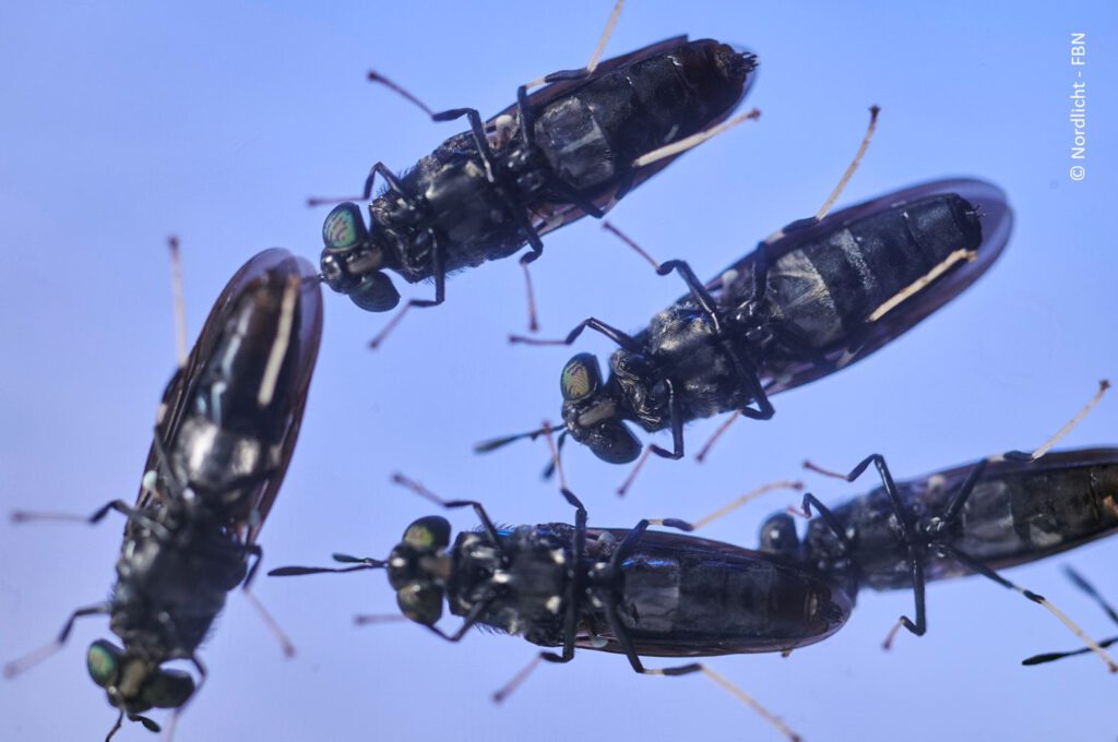 Nahaufnahmen mehreren Schwarzen Soldatenfliegen.