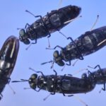 Nahaufnahmen mehreren Schwarzen Soldatenfliegen.