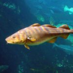 Der Kabeljau gehört zu den Arten, die Europas Meere besonders stark verändern: Viele Bestände werden kleiner, während sich ihre Lebensräume zunehmend in tiefere Wasserschichten verlagern.