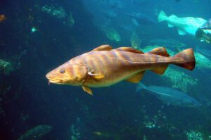 Der Kabeljau gehört zu den Arten, die Europas Meere besonders stark verändern: Viele Bestände werden kleiner, während sich ihre Lebensräume zunehmend in tiefere Wasserschichten verlagern.