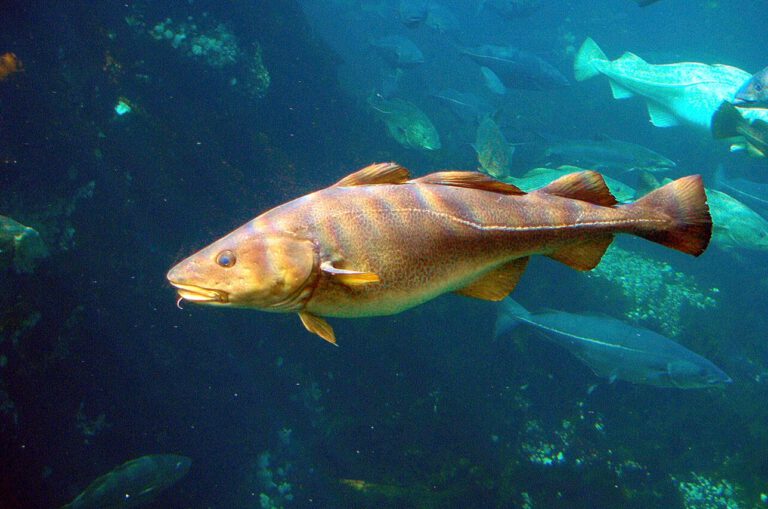 Der Kabeljau gehört zu den Arten, die Europas Meere besonders stark verändern: Viele Bestände werden kleiner, während sich ihre Lebensräume zunehmend in tiefere Wasserschichten verlagern.
