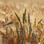 Urgetreide gilt als gesünder als herkömmlicher Weizen. (Symbolbild) © Pexels