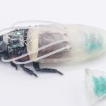 Der Mini-Tauchanzug versorgt die Cyborg-Kakerlake direkt mit Sauerstoff. Der Generator sitzt am hinteren Teil des Anzugs und hält das Tier unter Wasser bis zu drei Stunden aktiv. © NTU Singapore