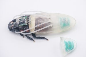 Der Mini-Tauchanzug versorgt die Cyborg-Kakerlake direkt mit Sauerstoff. Der Generator sitzt am hinteren Teil des Anzugs und hält das Tier unter Wasser bis zu drei Stunden aktiv. © NTU Singapore
