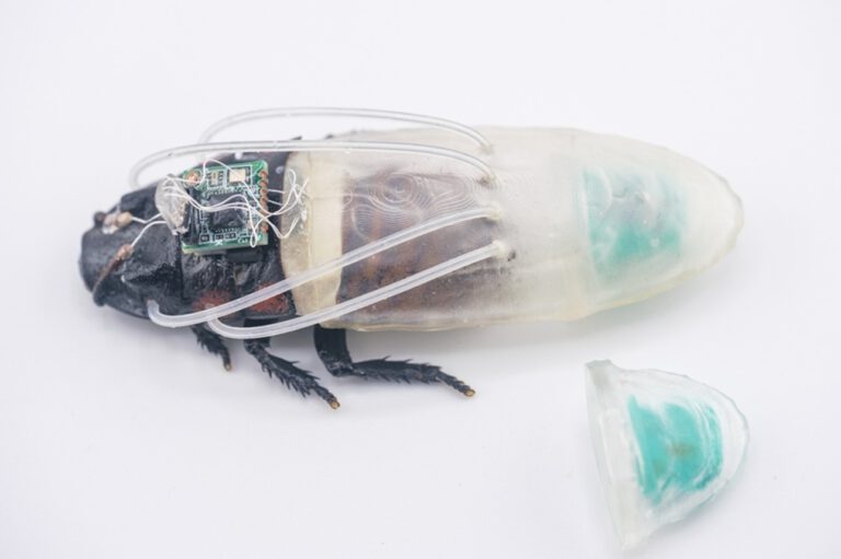 Der Mini-Tauchanzug versorgt die Cyborg-Kakerlake direkt mit Sauerstoff. Der Generator sitzt am hinteren Teil des Anzugs und hält das Tier unter Wasser bis zu drei Stunden aktiv. © NTU Singapore