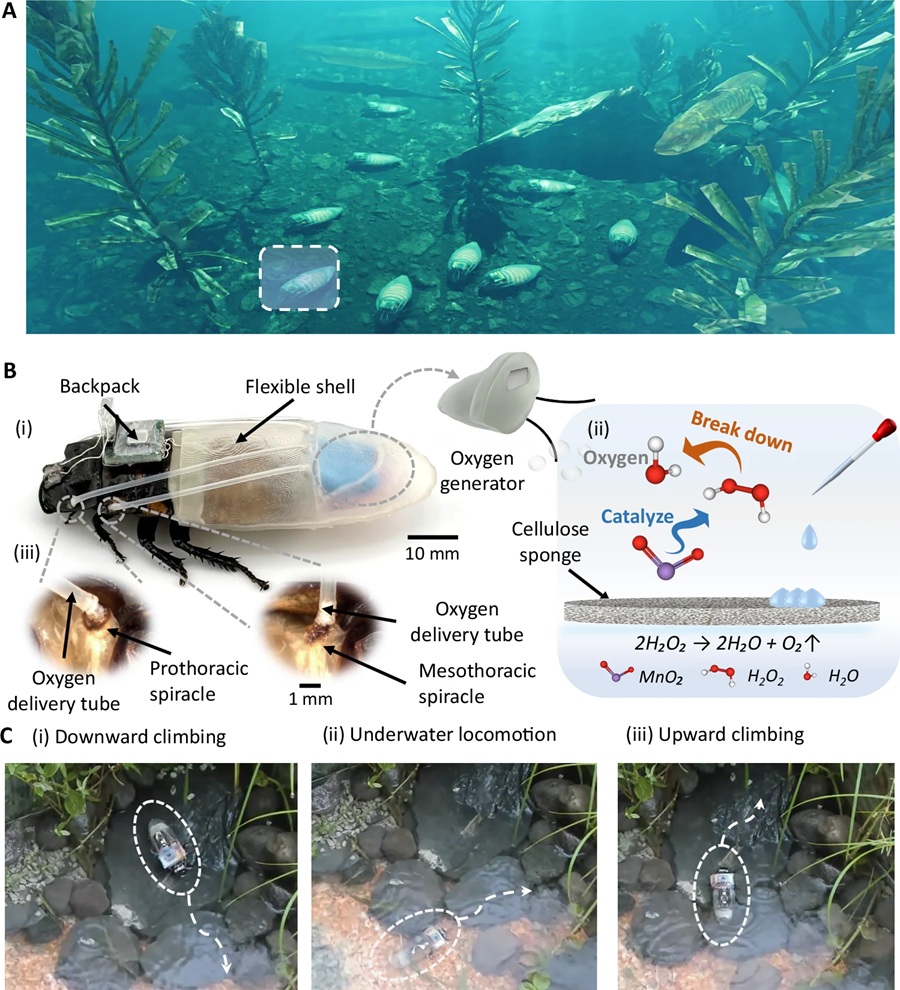 So funktioniert der Mini-Tauchanzug der Cyborg-Kakerlake: Eine wasserdichte Hülle schützt den Körper, ein kleiner Generator erzeugt Sauerstoff, dünne Schläuche leiten ihn zu den Atemöffnungen. Die Bilder zeigen auch, wie das Tier mit Anzug klettert, unter Wasser läuft und wieder auftaucht. © Nature