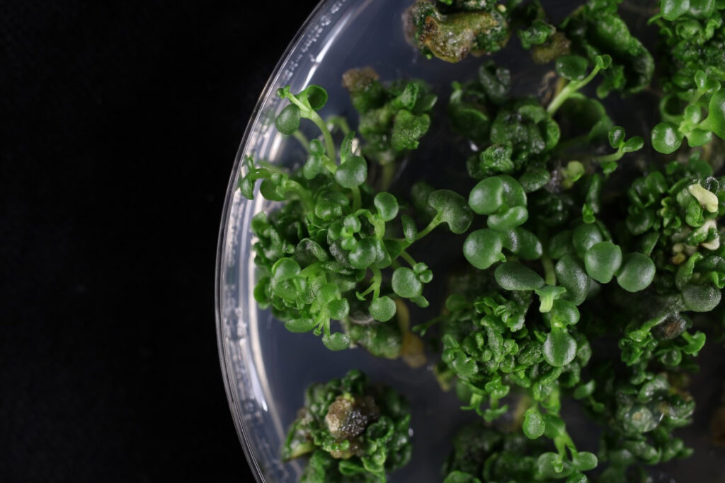 Kalanchoë laxiflora