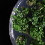 Kalanchoë laxiflora