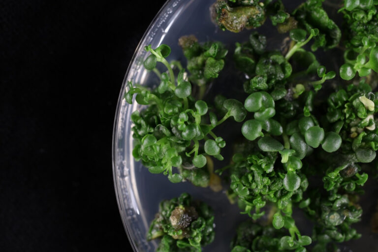 Kalanchoë laxiflora