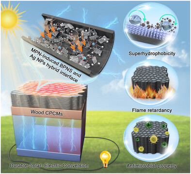 Die Grafik zeigt die modifizierte Holzstruktur und ihre Funktion bei der Aufnahme, Speicherung und Umwandlung von Energie. © Meng et al., 2026, Advanced Energy Materials, DOI: 10.1002/aenm.70872