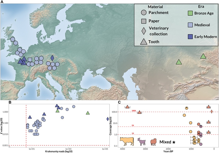 Die Karte macht sichtbar, wie weit die Spur der Schafpocken reicht: von mittelalterlichen Pergamenten in Europa bis zu bronzezeitlichen Schafzähnen aus der eurasischen Steppe. © Science Advances
