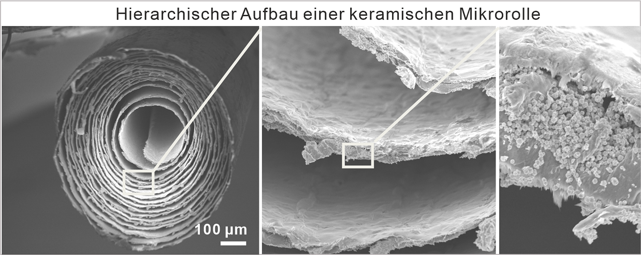 Rasterelektronenmikroskopische Aufnahmen zeigen den Querschnitt einer 2 × 25 Millimeter großen keramischen Mikrorolle, die nach dem Vorbild des Schmetterlingsrüssels als Antrieb für Mikroroboter entwickelt wurde.