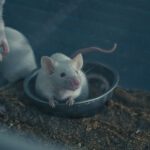 Forscher lassen Mäusegehirne Falten bilden – plötzlich lernen und erinnern sich die Tiere besser