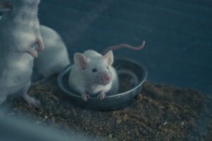 Ein Gen verändert das Mäusegehirn: Es entstehen Gehirnfalten, und die Tiere schneiden in Lern- und Gedächtnistests besser ab.