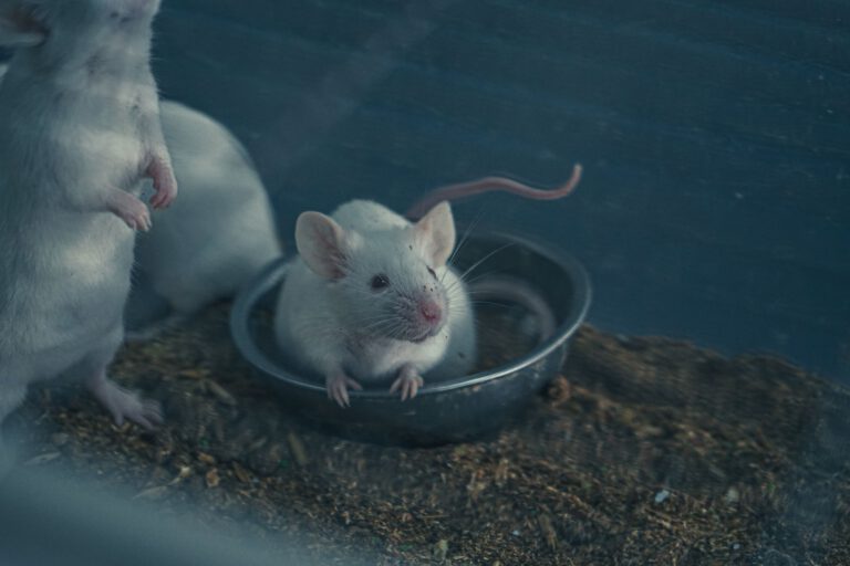 Ein Gen verändert das Mäusegehirn: Es entstehen Gehirnfalten, und die Tiere schneiden in Lern- und Gedächtnistests besser ab.