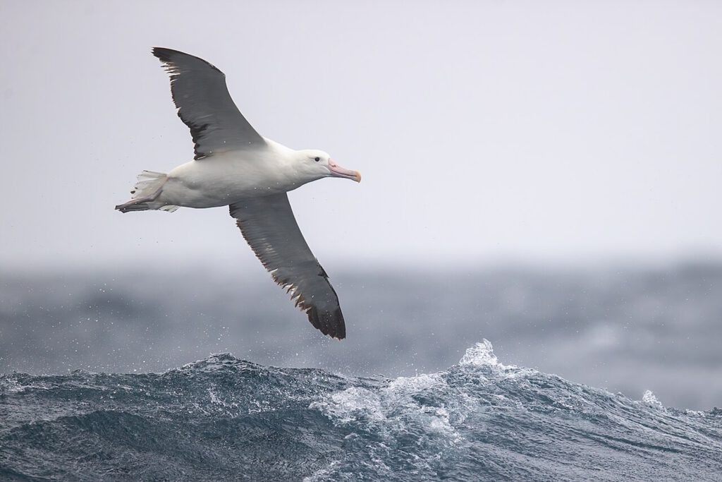 Albatros über dem Wasser