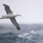 Albatros über dem Wasser