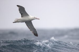 Albatros über dem Wasser