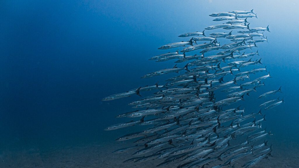 Fischschwarm im Meer