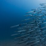 Fischschwarm im Meer