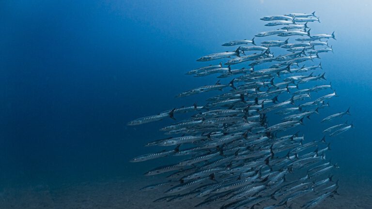 Fischschwarm im Meer