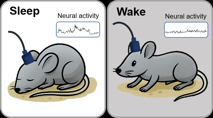 Berkeley-Forscher zeichneten bei schlafenden und wachen Mäusen Hirnaktivität auf, während sie Nervenzellen im Hypothalamus gezielt stimulierten. © Yang Dan lab/UC Berkeley