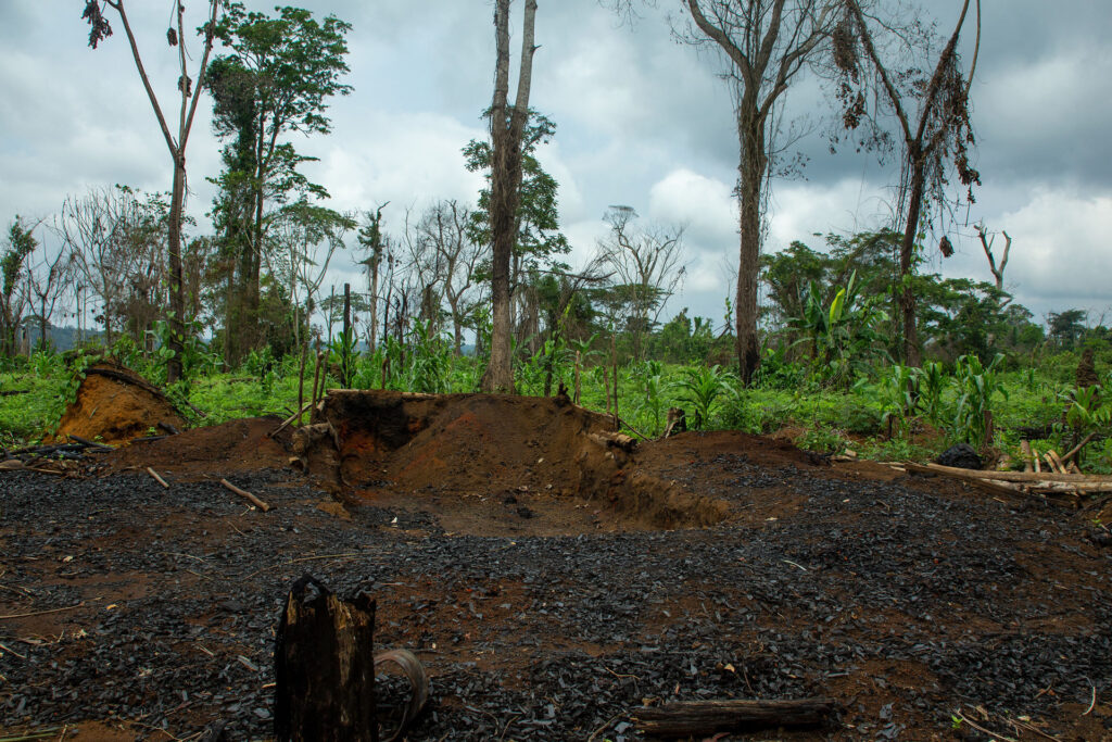 Gerodete Waldflächen in Kongo