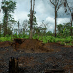 Gerodete Waldflächen in Kongo