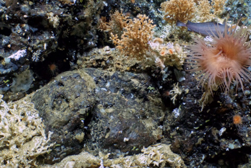 Forscher entdeckten im Galápagos-Meeresschutzgebiet erstmals ausgedehnte Tiefsee-Korallenriffe in 400 bis 600 Metern Tiefe, die vielfältiges Meeresleben beherbergen. © WHOI/NSF