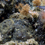 Forscher entdeckten im Galápagos-Meeresschutzgebiet erstmals ausgedehnte Tiefsee-Korallenriffe in 400 bis 600 Metern Tiefe, die vielfältiges Meeresleben beherbergen. © WHOI/NSF