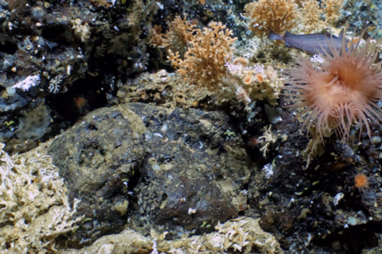 Forscher entdeckten im Galápagos-Meeresschutzgebiet erstmals ausgedehnte Tiefsee-Korallenriffe in 400 bis 600 Metern Tiefe, die vielfältiges Meeresleben beherbergen. © WHOI/NSF