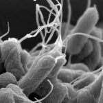 Bestimmte E.-coli-Bakterien bleiben nach der Zellteilung miteinander verbunden. Bei stärkerer Strömung können sich kleine Gruppen aus diesen Ketten lösen und weitertransportiert werden.