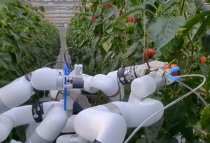 Ein Gewächshausroboter soll menschliche Anweisungen verstehen, daraus lernen und Pflanzen künftig gezielt und selbstständig pflegen.