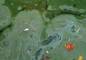 Grüner Wasserstoff aus Blaualgen rückt näher. Ein neues Verfahren verhindert, dass Sauerstoff die Produktion stoppt.