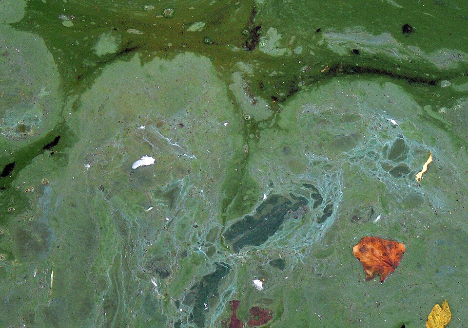 Grüner Wasserstoff aus Blaualgen rückt näher. Ein neues Verfahren verhindert, dass Sauerstoff die Produktion stoppt.