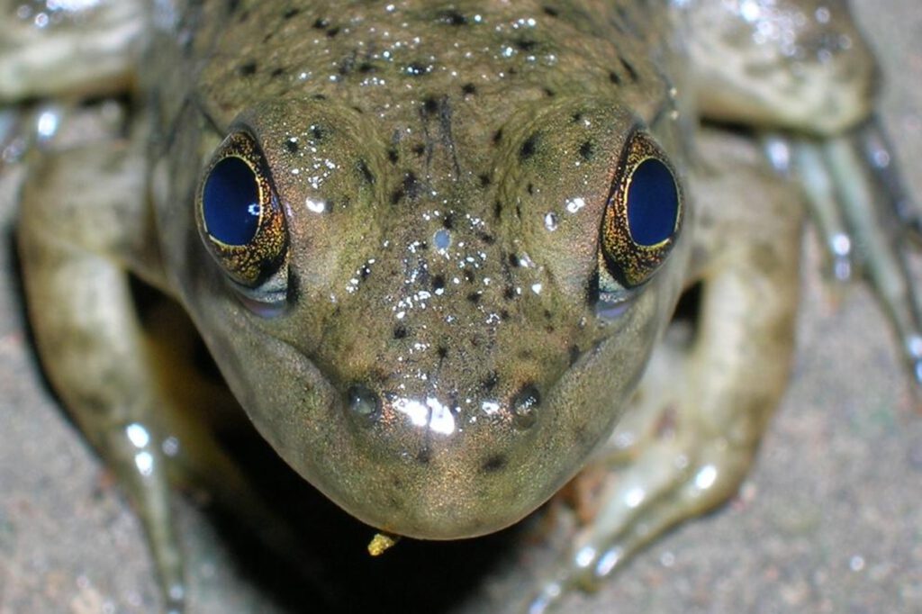 Bei einigen Wirbeltieren ist das uralte „dritte Auge“ noch sichtbar: Beim Frosch erscheint es als kleiner hellblauer Punkt zwischen den beiden normalen Augen. © TheAlphaWolf/Wikimedia Commons