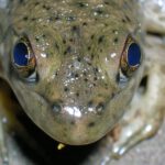 Bei einigen Wirbeltieren ist das uralte „dritte Auge“ noch sichtbar: Beim Frosch erscheint es als kleiner hellblauer Punkt zwischen den beiden normalen Augen. © TheAlphaWolf/Wikimedia Commons