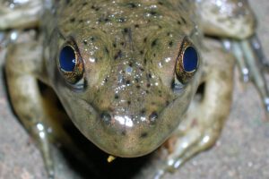 Bei einigen Wirbeltieren ist das uralte „dritte Auge“ noch sichtbar: Beim Frosch erscheint es als kleiner hellblauer Punkt zwischen den beiden normalen Augen. © TheAlphaWolf/Wikimedia Commons