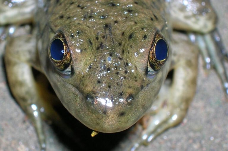 Bei einigen Wirbeltieren ist das uralte „dritte Auge“ noch sichtbar: Beim Frosch erscheint es als kleiner hellblauer Punkt zwischen den beiden normalen Augen. © TheAlphaWolf/Wikimedia Commons