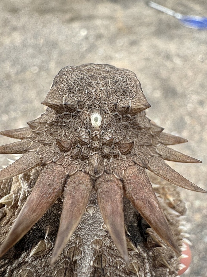 Von hinten aufgenommen, zeigt die Echse nur ihr Medianauge als hellen Fleck auf dem Kopf. Die beiden normalen Augen bleiben aus dieser Perspektive verborgen. © Bruno Frías Morales/iNaturalist via Wikimedia unter CC BY-SA 4.0